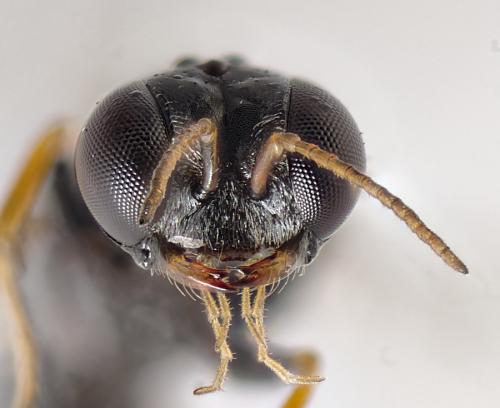 Réf. 302 002 : Stigmus pendulus